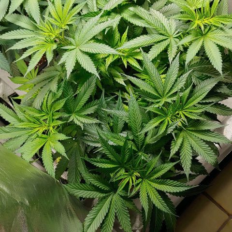 Northern Lights growlog timeline photo