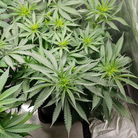 OG Kush growlog timeline photo