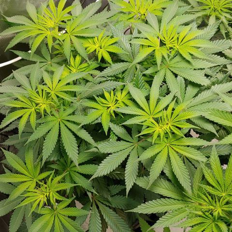 Special Queen #1 growlog timeline photo