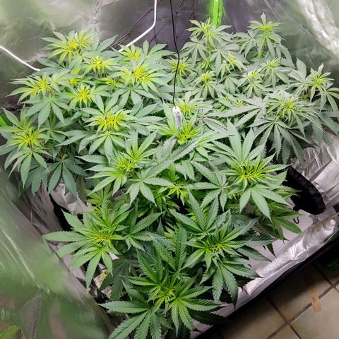 OG Kush growlog timeline photo