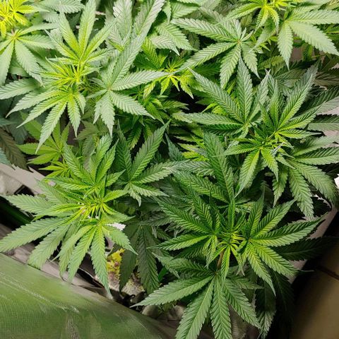 Northern Lights growlog timeline photo