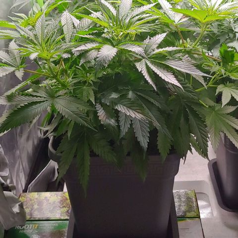 Northern Lights growlog timeline photo