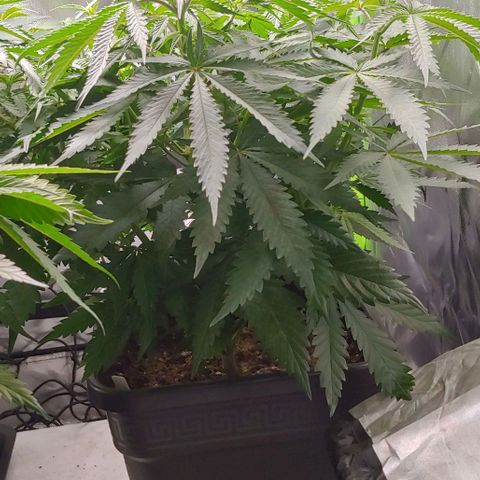 OG Kush growlog timeline photo