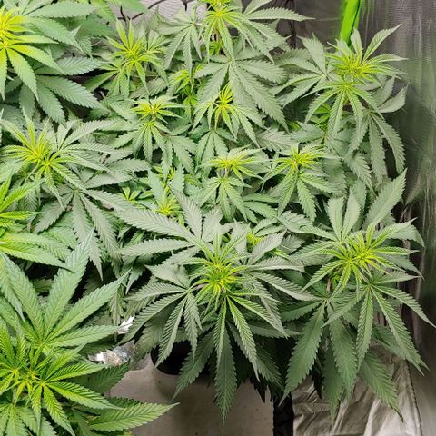 OG Kush growlog timeline photo