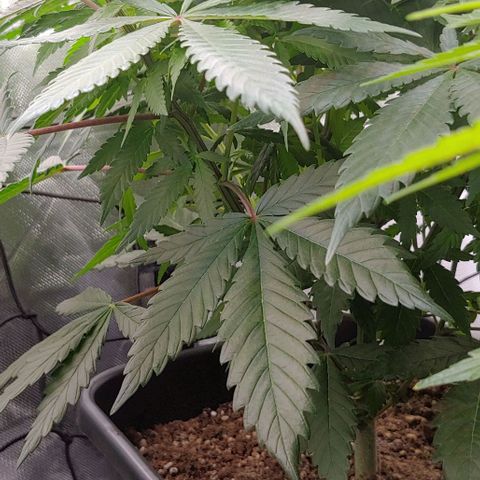 Special Queen #1 growlog timeline photo