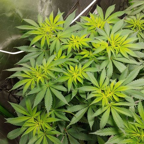 Special Queen #1 growlog timeline photo
