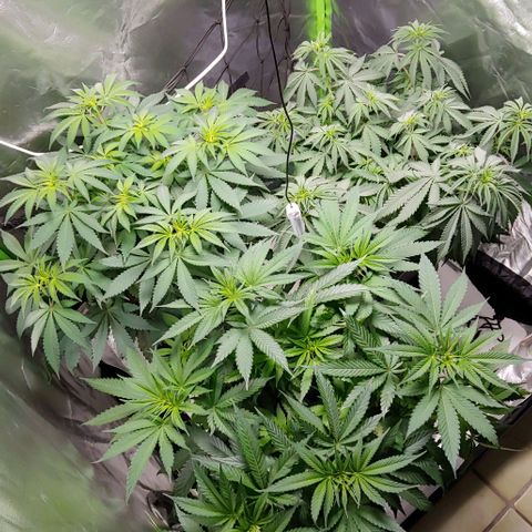 OG Kush growlog timeline photo