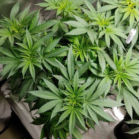 Northern Lights growlog timeline photo