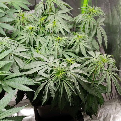 OG Kush growlog timeline photo