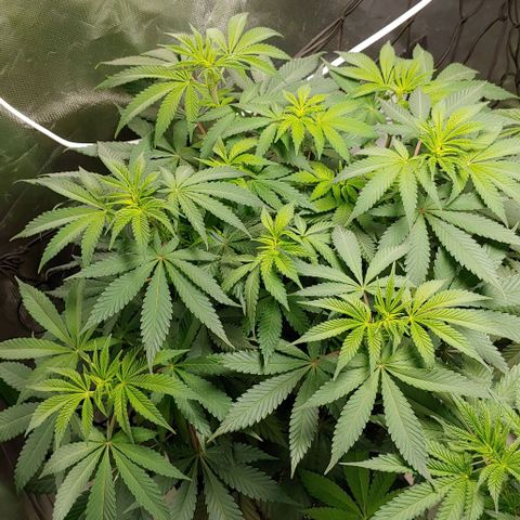 Special Queen #1 growlog timeline photo