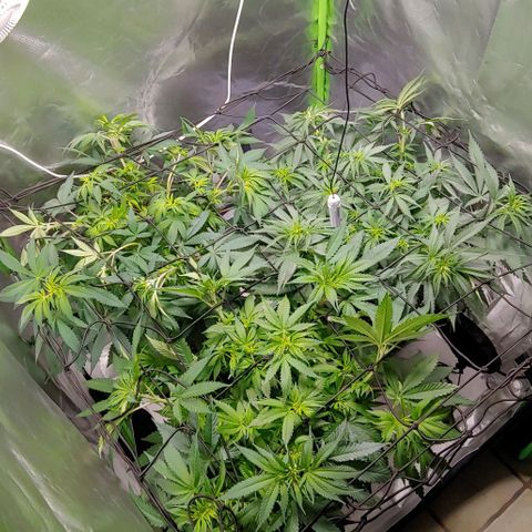 OG Kush growlog timeline photo