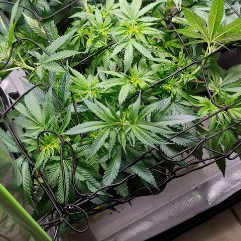 Northern Lights growlog timeline photo