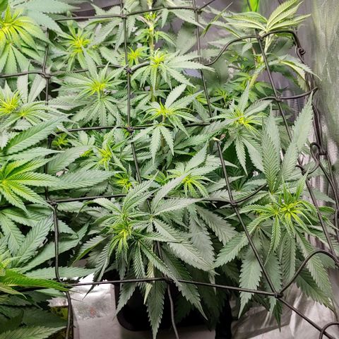 OG Kush growlog timeline photo