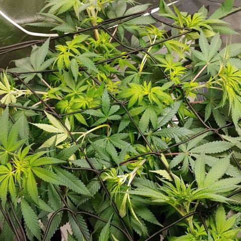 Special Queen #1 growlog timeline photo