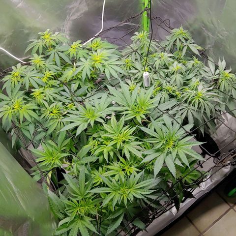 OG Kush growlog timeline photo