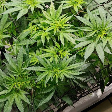 Northern Lights growlog timeline photo