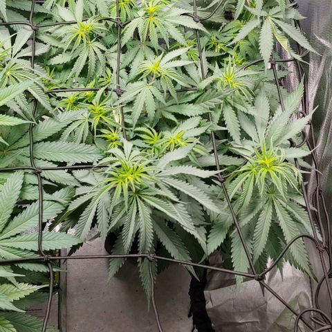OG Kush growlog timeline photo