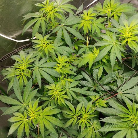Special Queen #1 growlog timeline photo