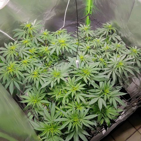 OG Kush growlog timeline photo