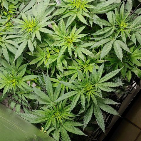 Northern Lights growlog timeline photo