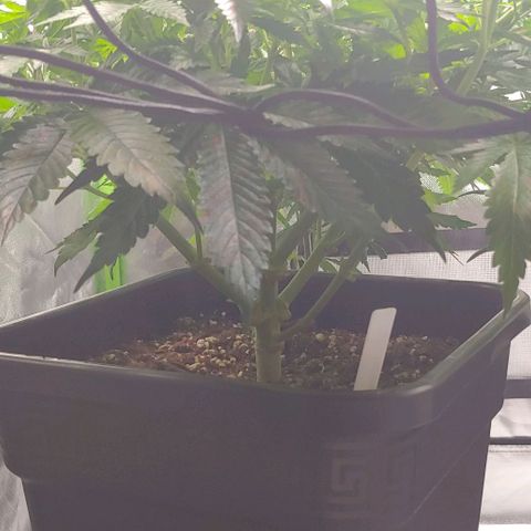 Northern Lights growlog timeline photo