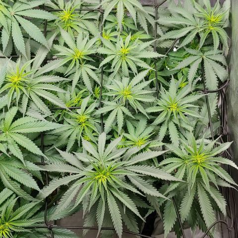OG Kush growlog timeline photo