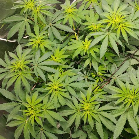 Special Queen #1 growlog timeline photo