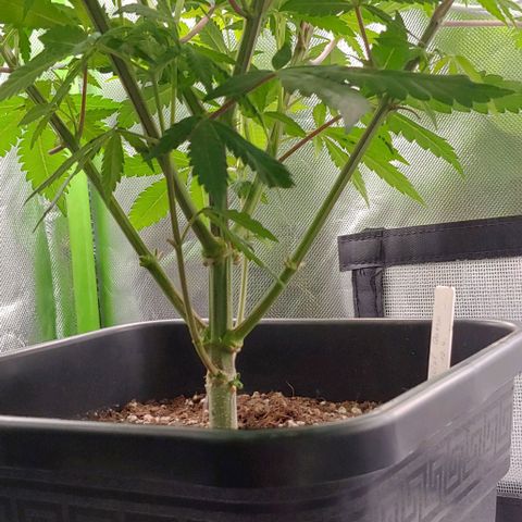 Special Queen #1 growlog timeline photo