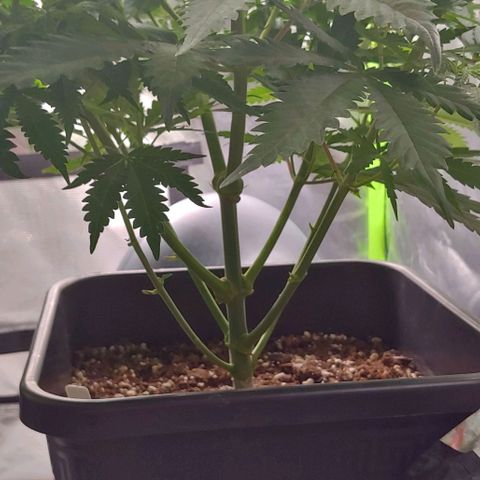 OG Kush growlog timeline photo