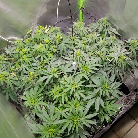 OG Kush growlog timeline photo