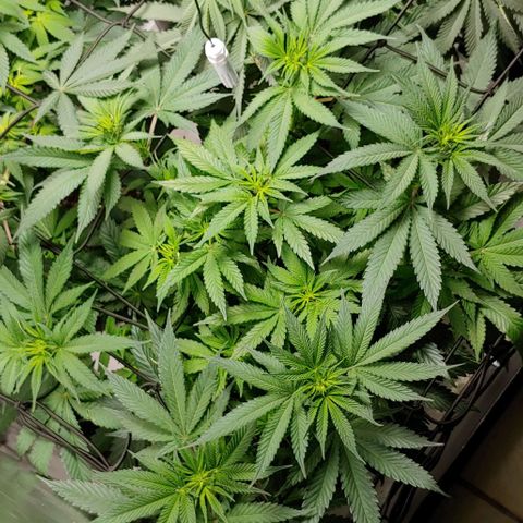 Northern Lights growlog timeline photo