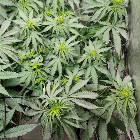 OG Kush growlog timeline photo