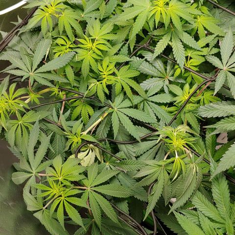 Special Queen #1 growlog timeline photo