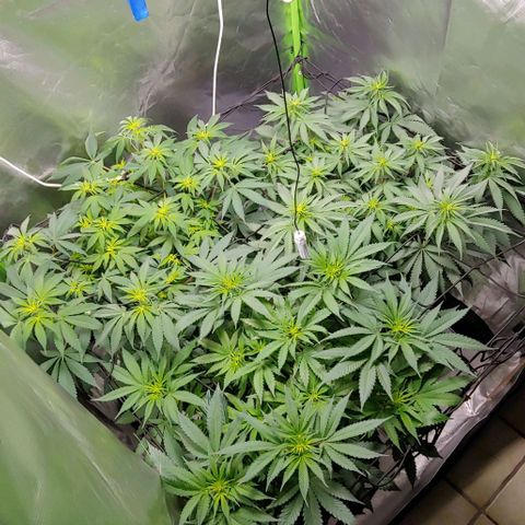 OG Kush growlog timeline photo