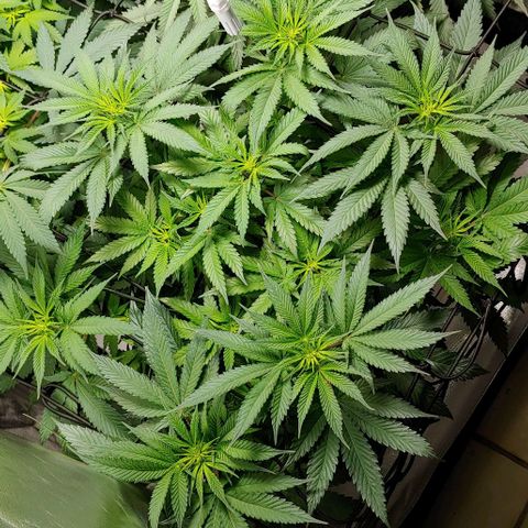 Northern Lights growlog timeline photo