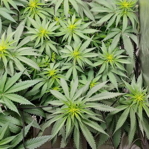 OG Kush growlog timeline photo