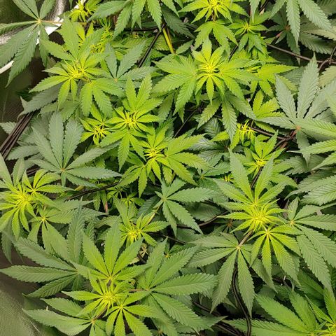 Special Queen #1 growlog timeline photo