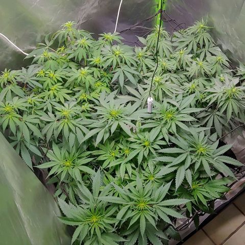 OG Kush growlog timeline photo