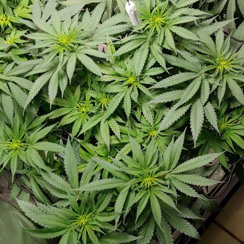 Northern Lights growlog timeline photo