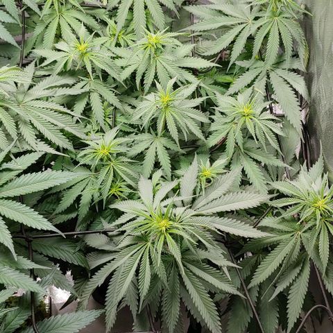 OG Kush growlog timeline photo