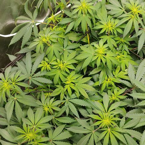 Special Queen #1 growlog timeline photo
