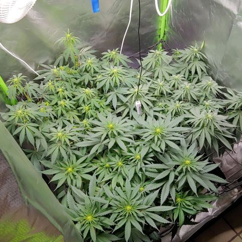 OG Kush growlog timeline photo