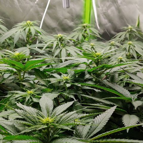 OG Kush growlog timeline photo