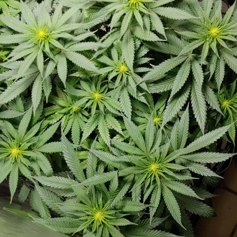 Northern Lights growlog timeline photo