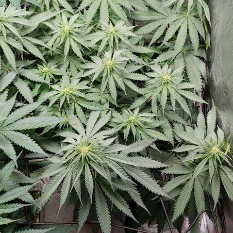 OG Kush growlog timeline photo