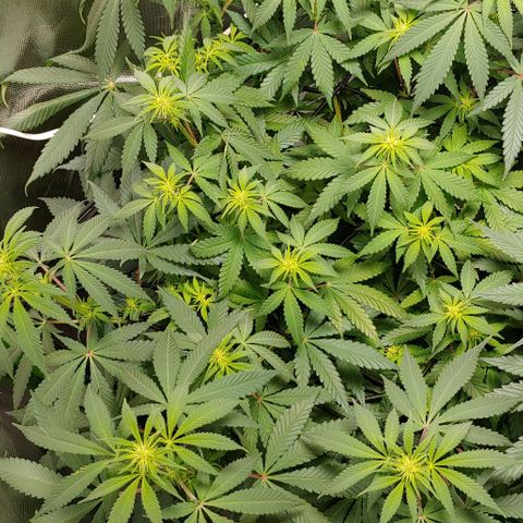 Special Queen #1 growlog timeline photo