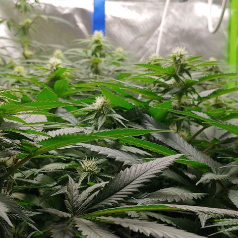 OG Kush growlog timeline photo