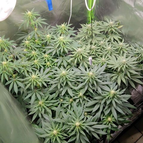 OG Kush growlog timeline photo