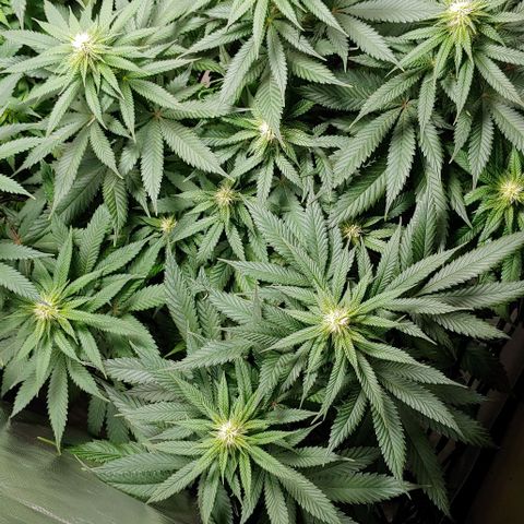 Northern Lights growlog timeline photo