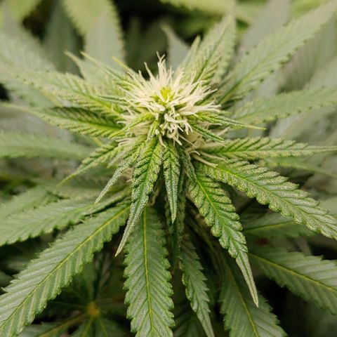Northern Lights growlog timeline photo